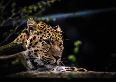 leopard mauls 4 year old boy in uri