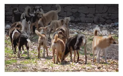 stray dogs  tragedy  call for change