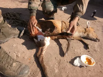 army rescues wild deer along loc in rajouri