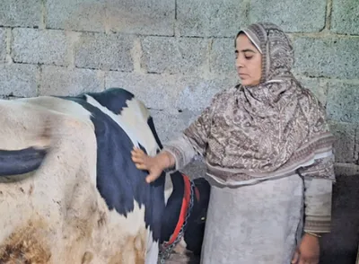 from financial struggles to dairy riches   masrat jan s inspiring journey