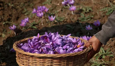 saffron production declined by over 67  from 2010 to 2024  centre