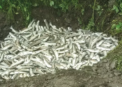 30 000 fish die after cloudburst in ramban   officials