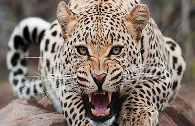 leopard found dead in doda