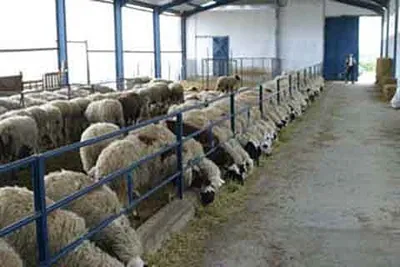 year on  kupwara youth await promised sheep rearing units