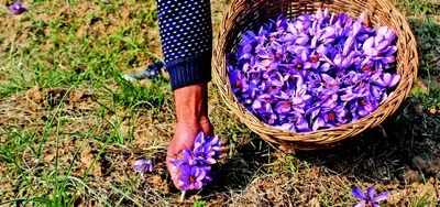 saffron fields bloom with promise  abundant rains spark hope for a bumper crop