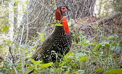 photographs prove presence of  king of birds  in poonch sanctuary 