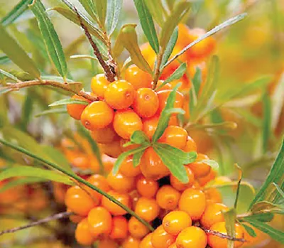 ladakh’s sea buckthorn gets gi tag