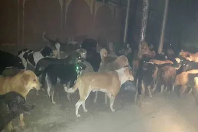 stray dogs on prowl at abi guzar
