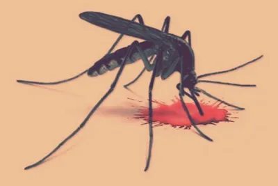 26 dengue cases detected from jammu region  3 from kashmir