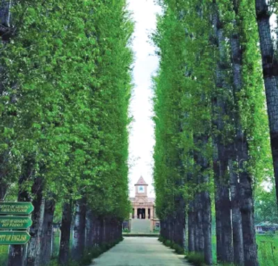 iconic poplars axed to death 