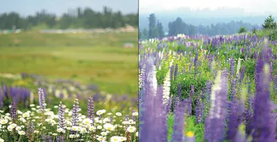 purple prosperity  how lavender is changing j k’s agricultural landscape