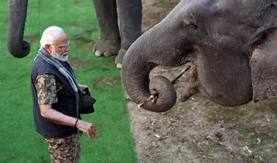 pm modi celebrates world elephant day  applauds community driven conservation efforts