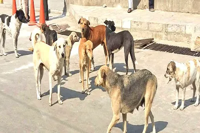 stray dogs on prowl at abiguzar