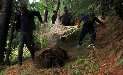 wildlife deptt traps 2 black bears in bandipora village
