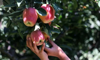 skuast k scientists conduct diagnostic visit to apple orchards