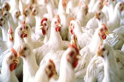 poultry pandemic   fowl adenovirus threatens kashmir’s poultry industry