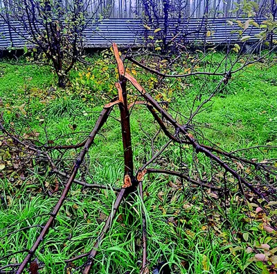 miscreants chop off dozens of apple trees in sumbal