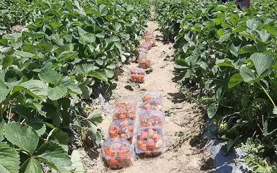 skaust wadura campus records bumper strawberry crop