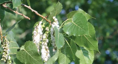 are russian poplars a menace in kashmir 