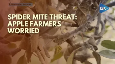  spider mite  threatens apple crop in shopian village