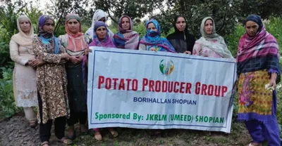 unveiling the richness of hurpora potatoes