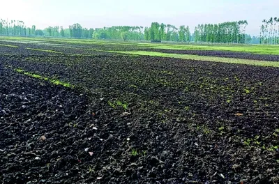 drought like situation ravaging north kashmir’s rice bowl