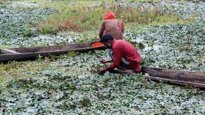 photo essay  harvesting livelihood from dying kashmir lake